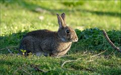 Wildkaninchen Wildkaninchen