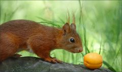 Eichhörnchen Eichhörnchen