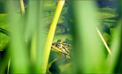 Wasserfrosch Wasserfrosch