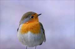 Rotkehlchen im Winter Rotkehlchen im Winter