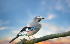 Eichelhäher Eichelhäher