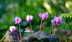 Veilchen am Waldrand Veilchen am Waldrand