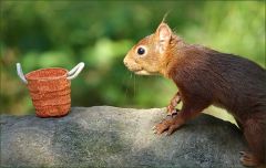 Neugieriger Blick Neugieriger Blick