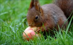 Eichhörnchen mit einem Apfel Eichhörnchen mit einem Apfel