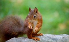 Eichhörnchen Eichhörnchen