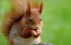 Junges Eichhörnchen Junges Eichhörnchen