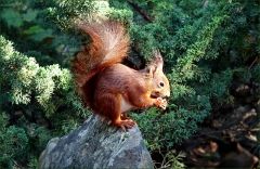 Eichhörnchen Eichhörnchen