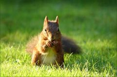 Eichhörnchen Eichhörnchen