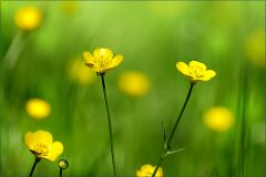 Butterblümchen Butterblümchen