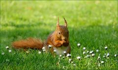 Eichhörnchen Eichhörnchen