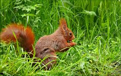 Eichhörnchen Eichhörnchen