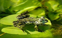 Wasserfrosch Wasserfrosch