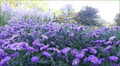 Viele Astern Viele Astern