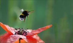 Abflug einer Hummel von der Mohnblume