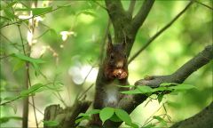 Eichhörnchen Eichhörnchen