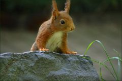 Eichhörnchen Eichhörnchen