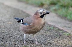 Eichelhäher Eichelhäher