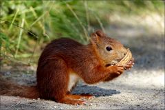 Eichhörnchen mit einer Walnuss Eichhörnchen mit einer Walnuss