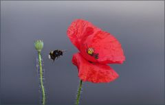 Hummel und Mohn Hummel und Mohn