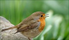 Junges Rotkehlchen Junges Rotkehlchen