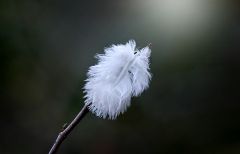 Kleine Vogelfeder Kleine Vogelfeder