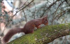 Eichhörnchen Eichhörnchen