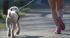 Hund an der Leine Hund an der Leine