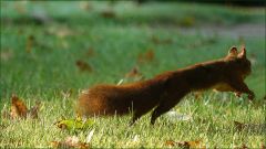 Springendes Eichhörnchen