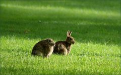 Wildkaninchen Wildkaninchen