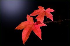 Amberblätter im Oktober Amberblätter im Oktober