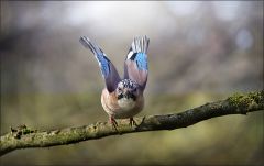 Abflug vom Ast Abflug vom Ast