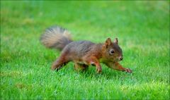 Eichhörnchen Eichhörnchen