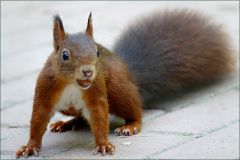 Das Eichhörnchen hat die Nuss für gut befunden