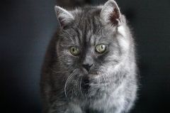 Katzenportrait Katzenportrait