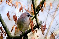 Eichelhäher Eichelhäher