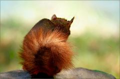 Eichhörnchen Eichhörnchen