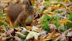 Eichhörnchen im Laub