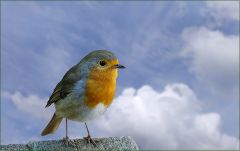 Rotkehlchen Rotkehlchen