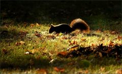 Eichhörnchen Eichhörnchen