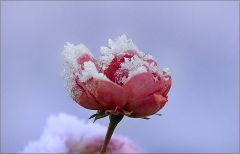 Rose mit Raureif Rose mit Raureif