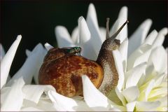 Schnecke in einer Dahlie