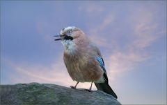 Eichelhäher Eichelhäher