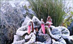 Alpenveilchen im Raureif