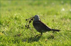 Drossel mit Zweigen für den Nestbau Drossel mit Zweigen für den Nestbau