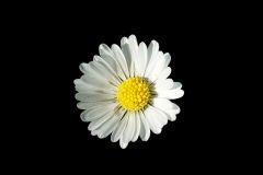 Gänseblümchen Gänseblümchen