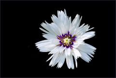 Eine Nelkenart Eine Nelkenart