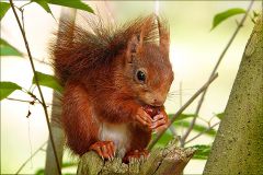 Eichhörnchen Eichhörnchen