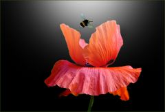 Mohn Mohn