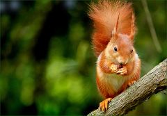 Eichhörnchen Eichhörnchen