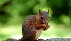 Eichhörnchen mit einer Verletzung Eichhörnchen mit einer Verletzung